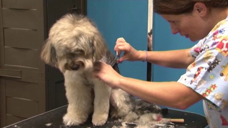 Curso de Peluquer&iacute;a Canina: Precios en Chile