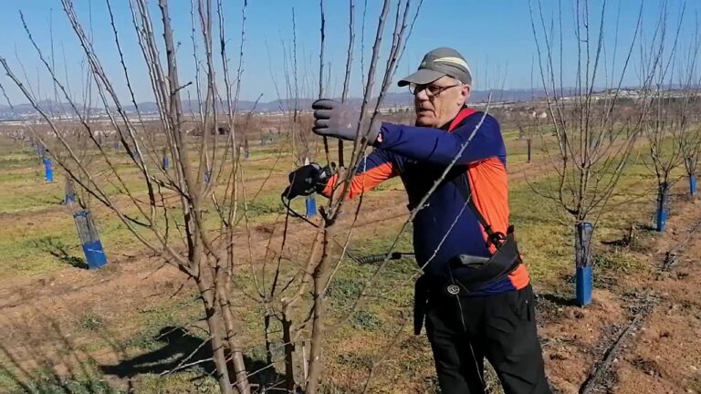 Curso de Poda de Ciruelos en Chile