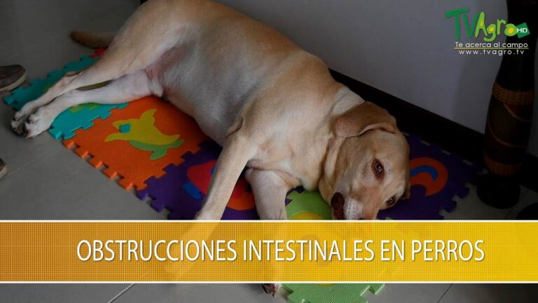 Curso de Endoscopia en Peque&ntilde;os Animales en Chile