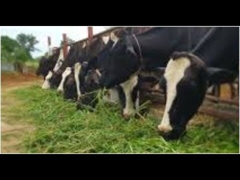 Curso de Alimentaci&oacute;n Bovina en Chile: Mejores Pr&aacute;cticas y Estrategias
