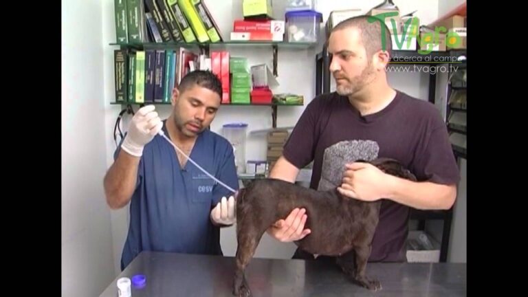 Curso de Inseminación Artificial para Criadores en Chile