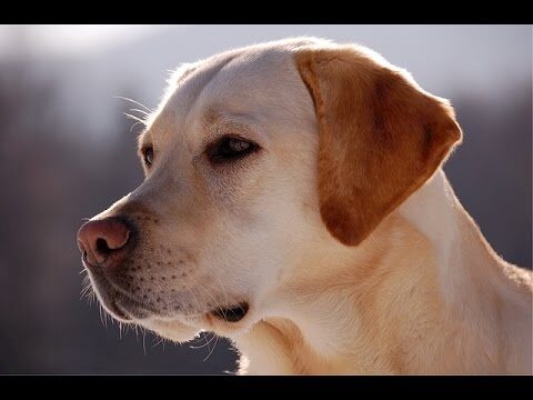 Curso de Formaci&oacute;n para Entrenadores de Perros de Rescate en Chile