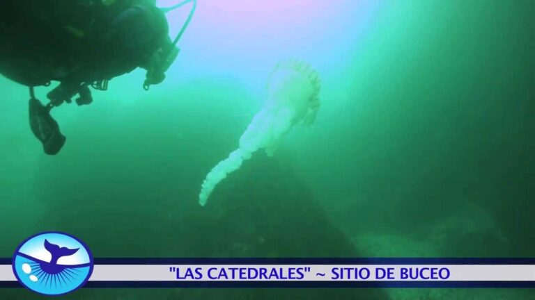 Curso de ROVs en Chile: Capacitaci&oacute;n y Oportunidades