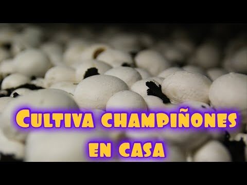 Curso de Champi&ntilde;&oacute;n en Chile: Cultivo y Oportunidades