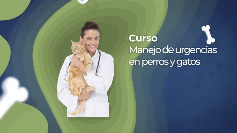 Curso de Urgencia en Veterinaria en Chile