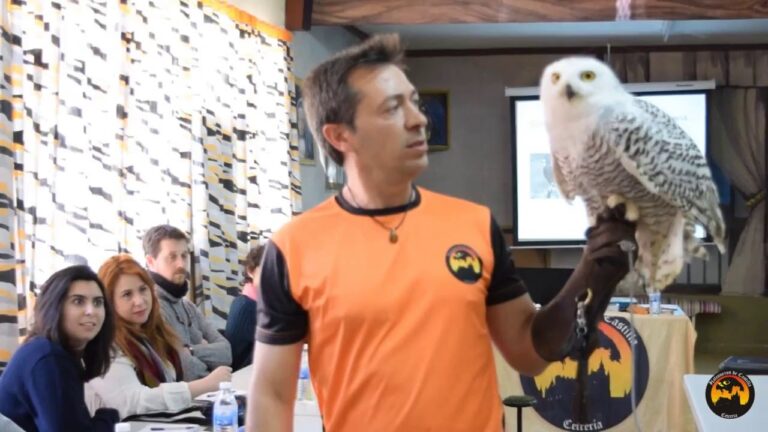 Curso de Cetrer&iacute;a de Rapaces en Chile