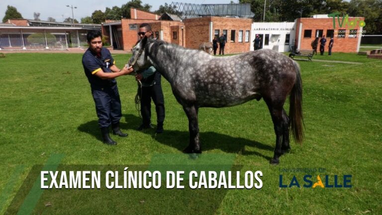 Curso Cl&iacute;nico de Caballos en Chile: Mejora y Especializaci&oacute;n