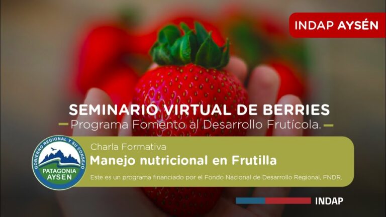 Optimizaci&oacute;n del Fertirriego para el Cultivo de Frutillas en Chile