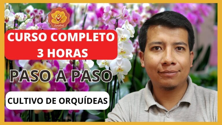 Mejores Cursos de Orqu&iacute;deas en Chile