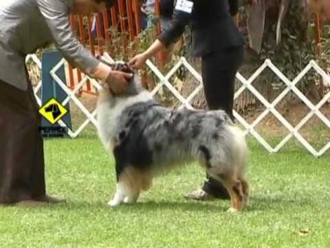 Cursos de Adiestramiento Canino en Chile