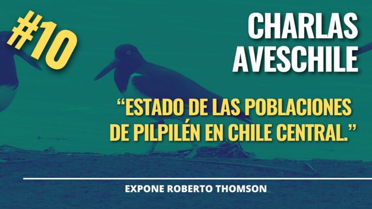 Explorando Aves de Chile: Cursos de Ornitholog&iacute;a y Conservaci&oacute;n