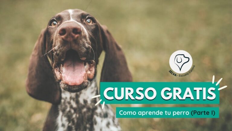 Curso de Etolog&iacute;a Canina en Chile: Formaci&oacute;n y T&eacute;cnicas Esenciales