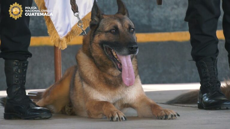 Curso de Gu&iacute;a Canino Antinarc&oacute;ticos en Chile
