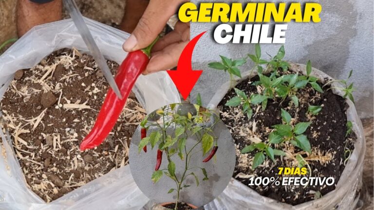 Curso Nazca: Explorando su Impacto en Chile