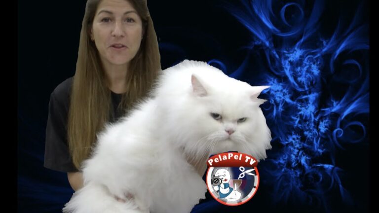 Curso de Grooming Felino en Chile: Aprende a Cuidar a tu Gato