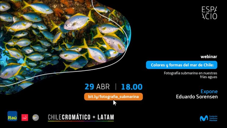 Cursos de Fotografía Submarina en Chile: Captura la Belleza del Océano