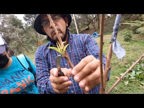Curso de Injerto en Agricultura: Mejorando Cultivos en Chile