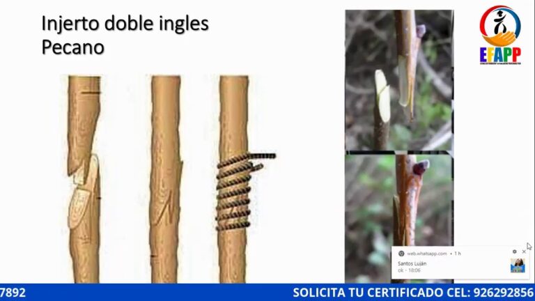 Curso de Injertos de Frutales en Chile: T&eacute;cnicas y Beneficios