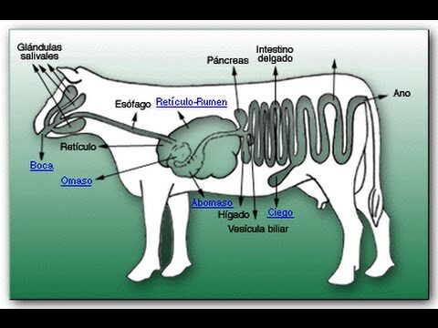 Curso de Manejo y Cuidado de Biomodelos en la Universidad de Chile