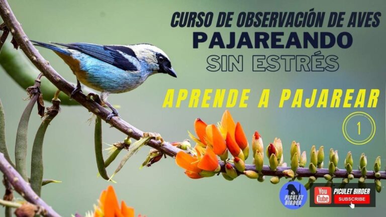 Descubre los Mejores Cursos de Ornitolog&iacute;a en Chile