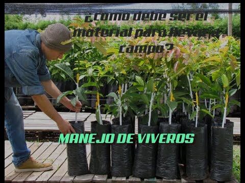 Cursos de Viveros en Chile: Formaci&oacute;n y Oportunidades