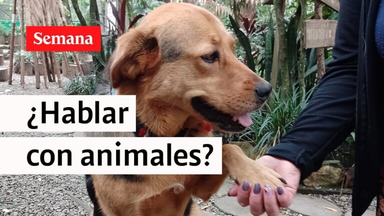 Curso de Comunicaci&oacute;n Interespecies en Chile