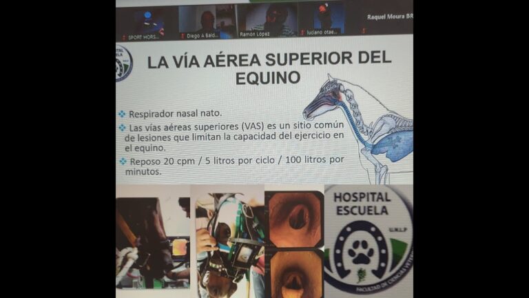 Curso de Endoscopia Veterinaria en Chile