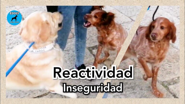 Curso K9 en Linares, Chile: Formaci&oacute;n y Especializaci&oacute;n