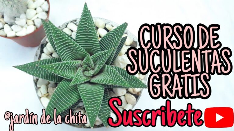 Descubre los Mejores Cursos de Suculentas en Chile