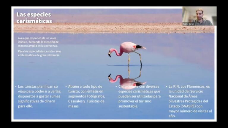 Curso de Aves Audubon en Chile
