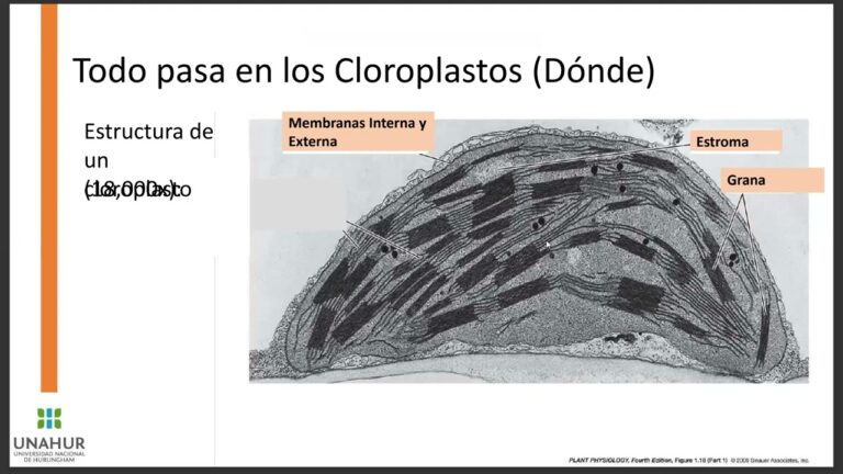 Curso de Electroforesis en Chile: Aprendizaje y Aplicaciones