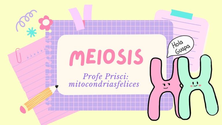 Mitosis y Meiosis: Curso en que se Estudian en Chile