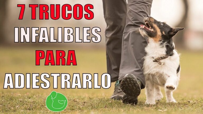 Curso de Handler Canino en Chile: Mejora tus Habilidades Caninas