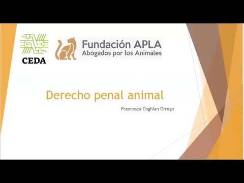 Opciones de Estudio en Derecho en Chile