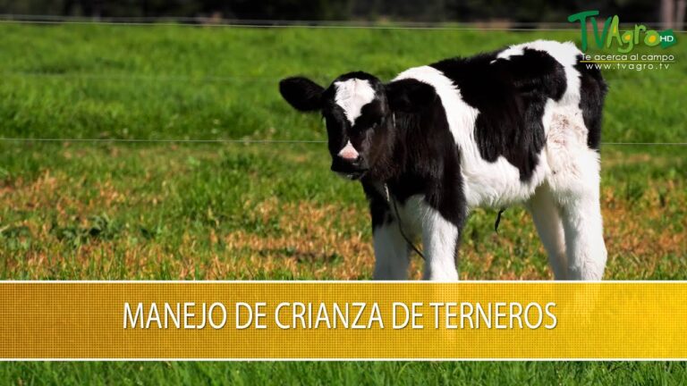 Cursos de Peluquer&iacute;a Econ&oacute;micos en Los &Aacute;ngeles, Chile